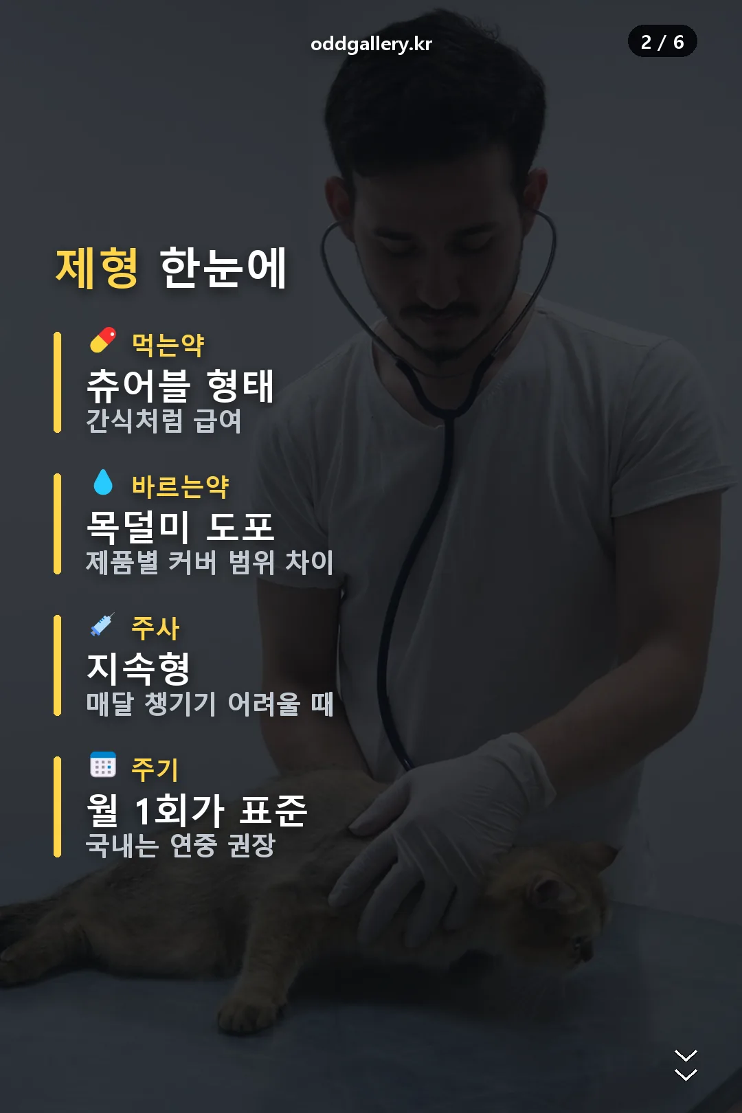 제형 요약