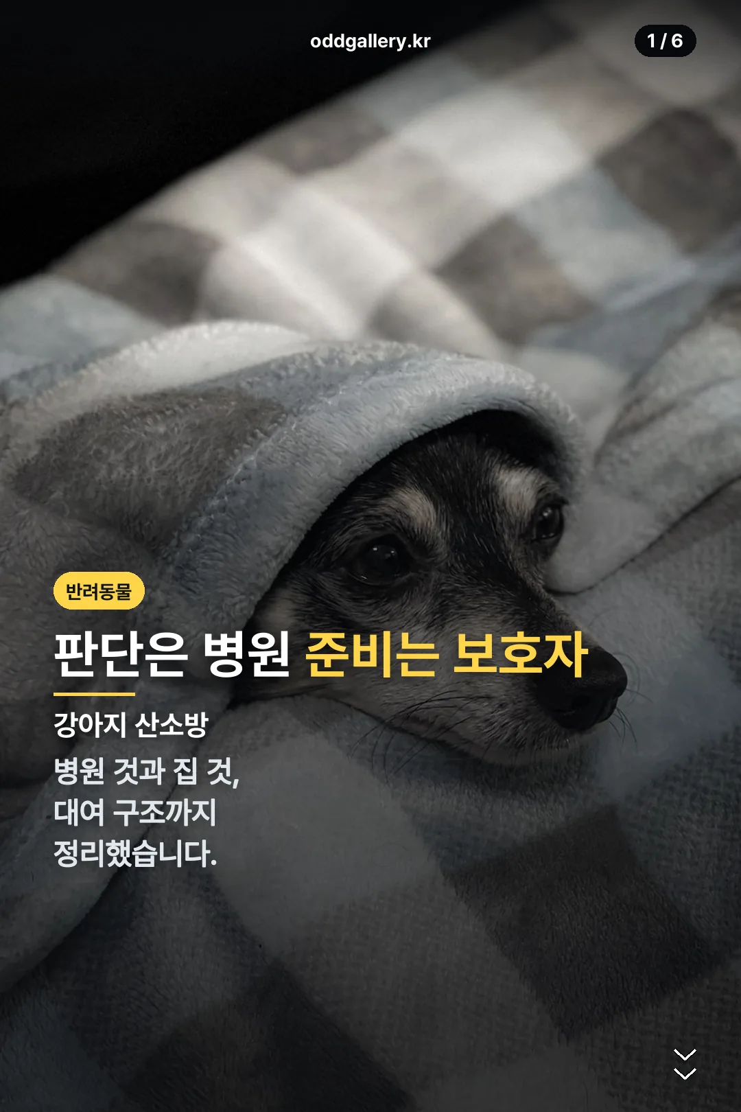 강아지 산소방 표지