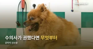 강아지 산소방 정리 썸네일