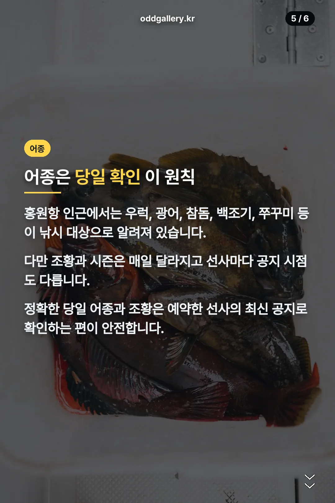 대상 어종과 시즌