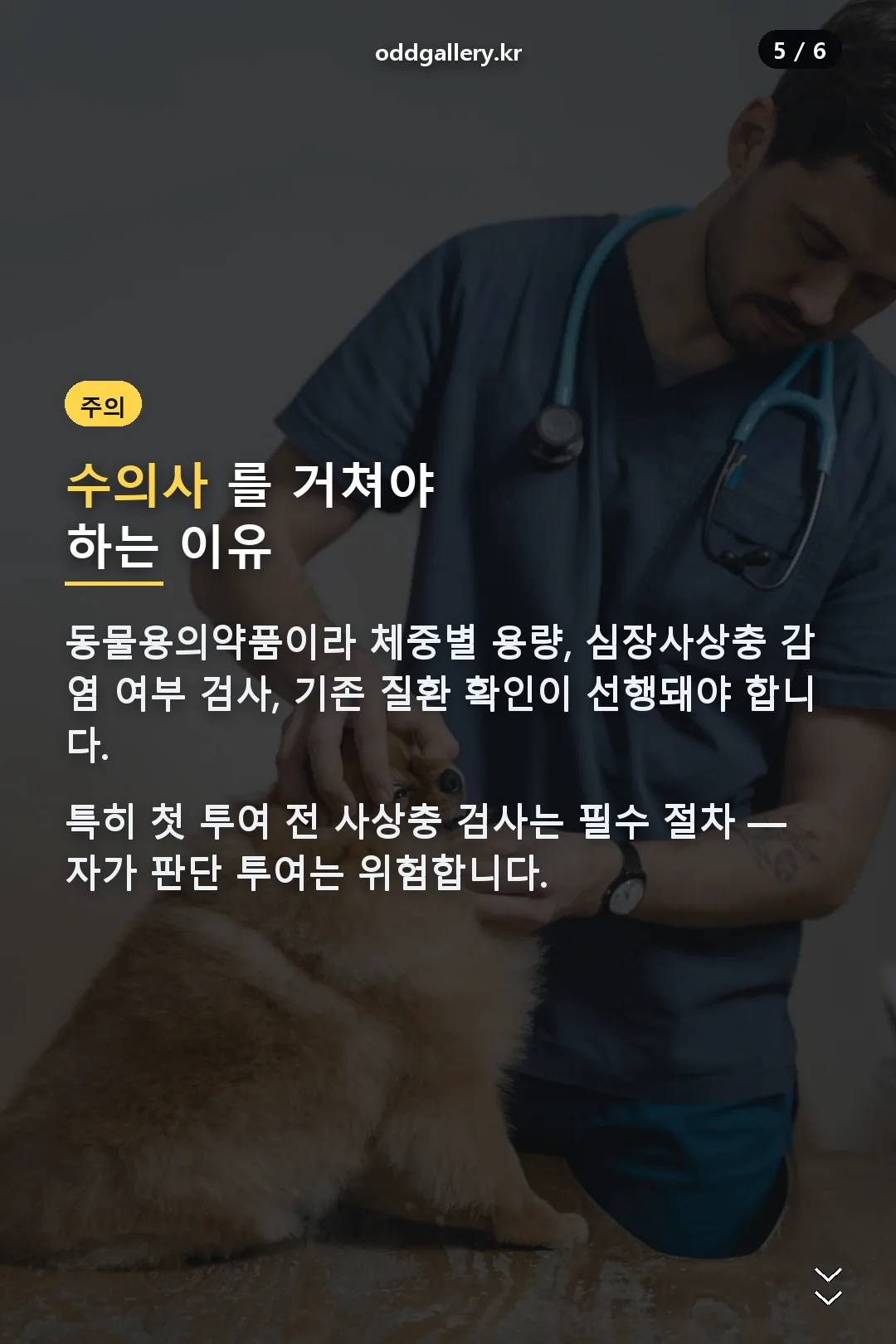 수의사 상담 이유