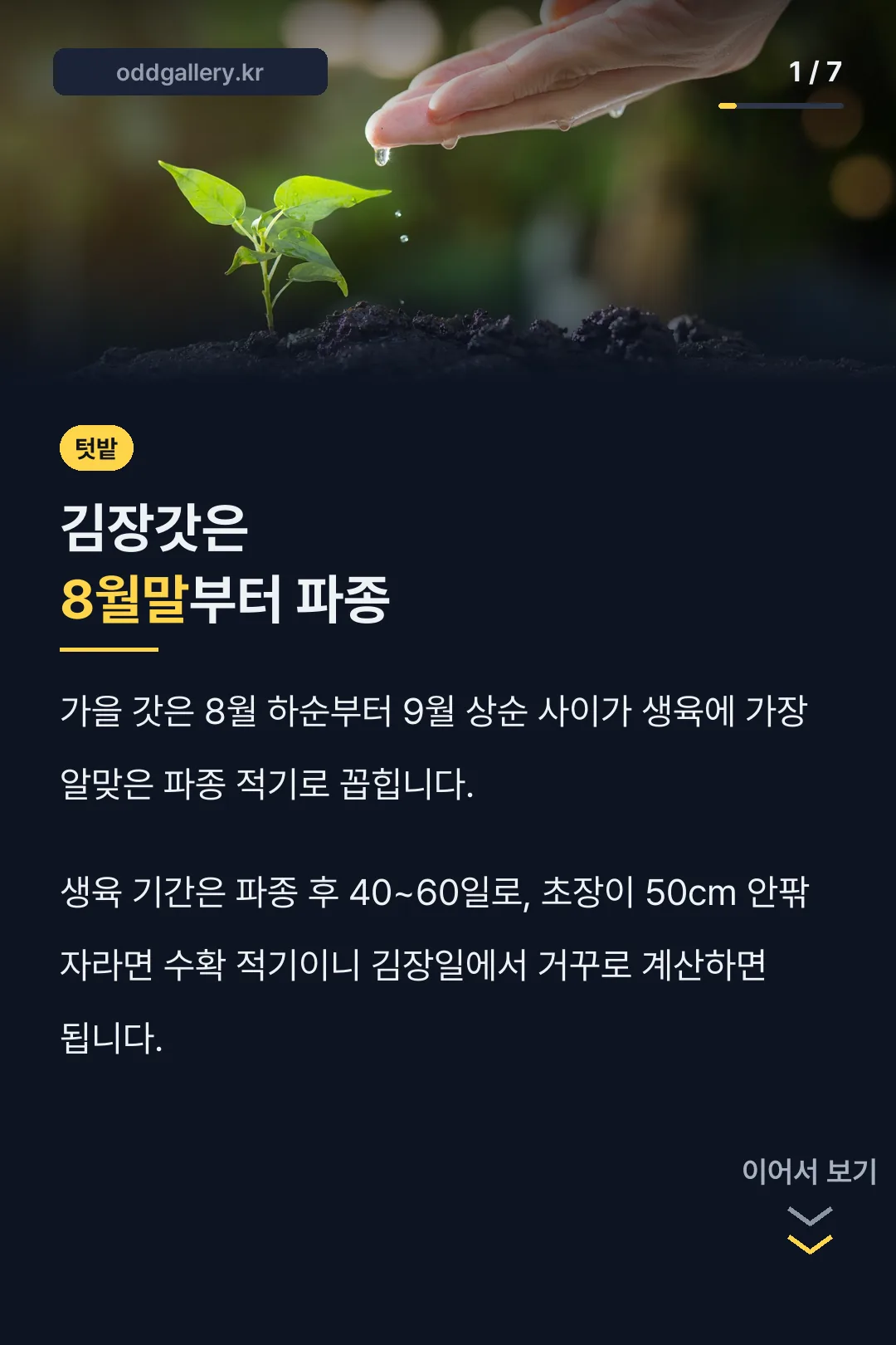 김장갓은 8월말부터 파종