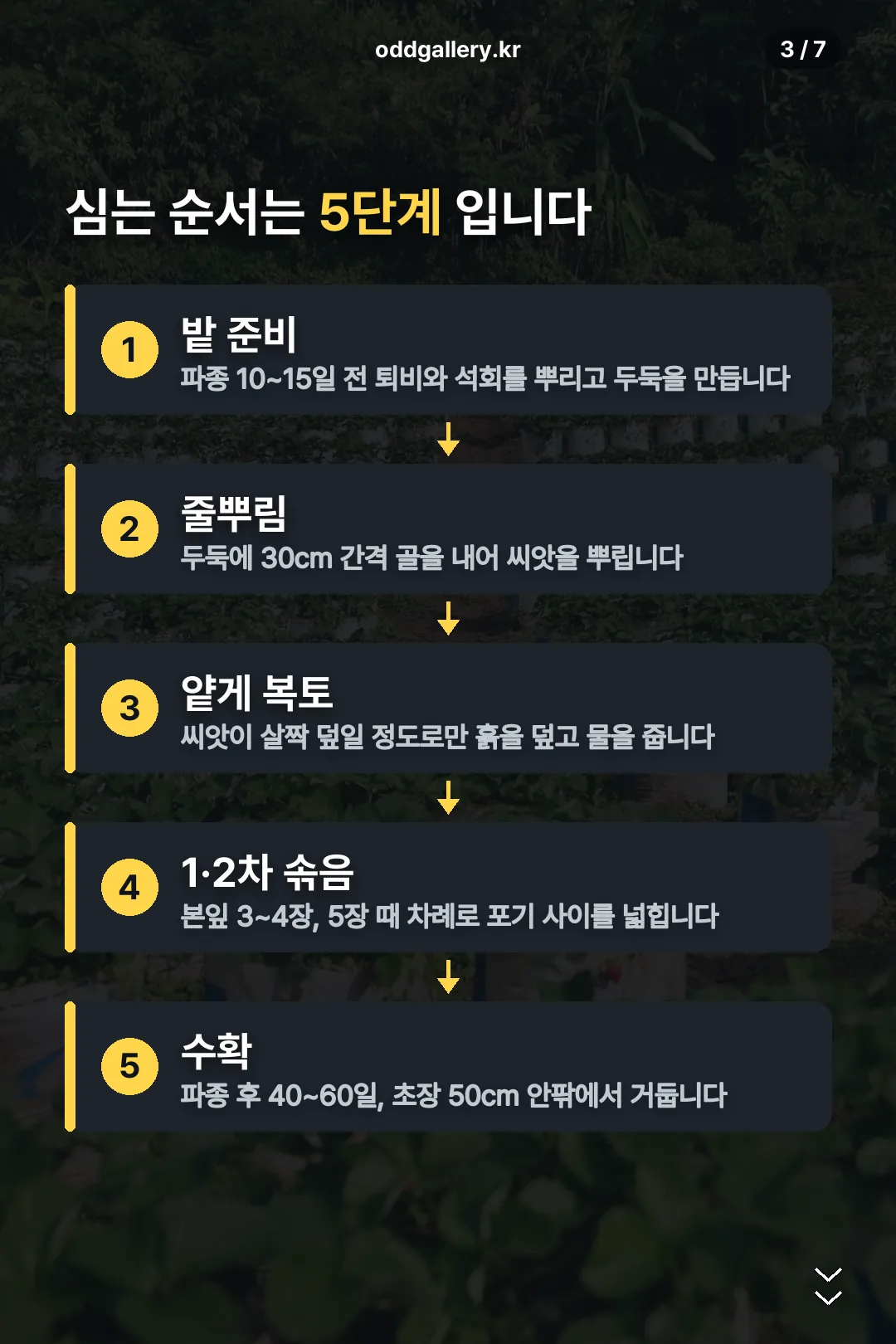 심는 순서 5단계