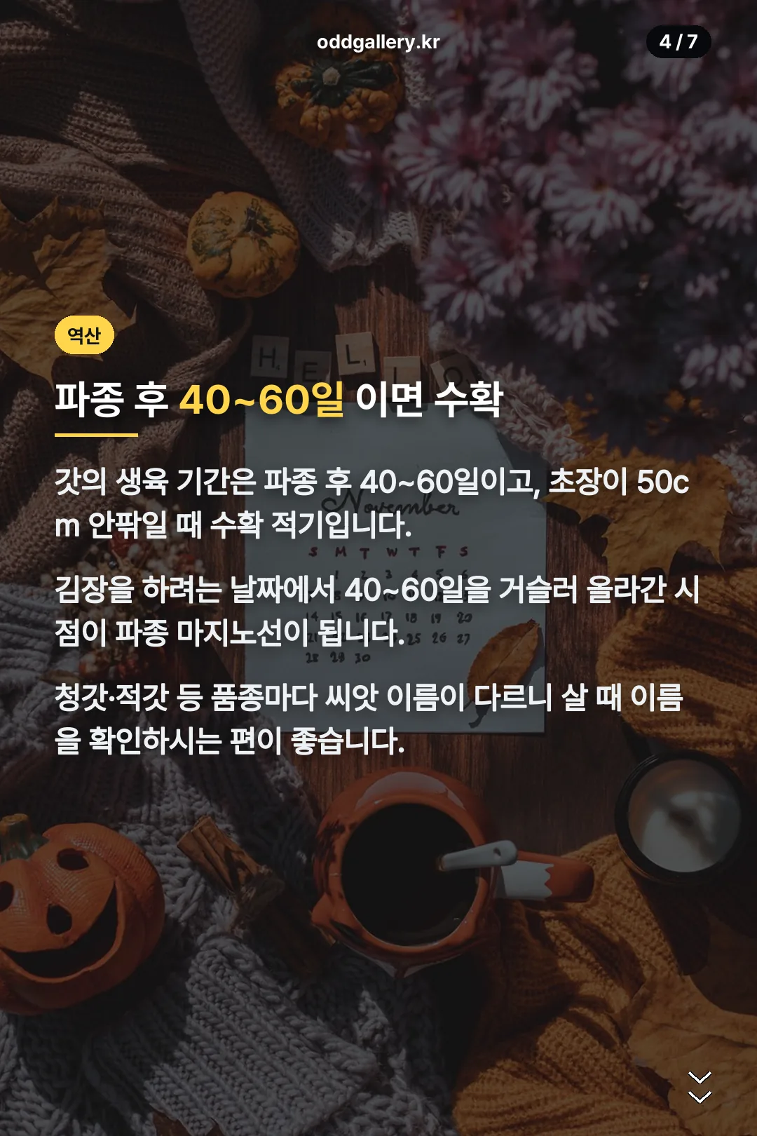 김장 시기 역산