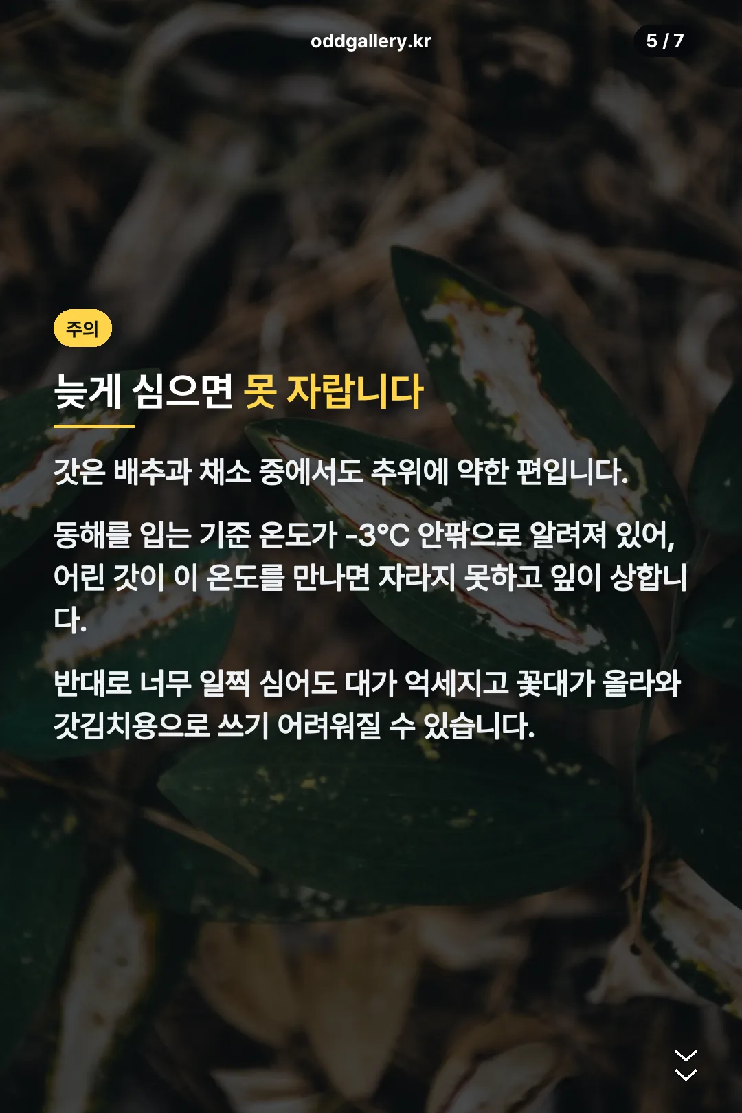 늦게 심으면 생기는 일
