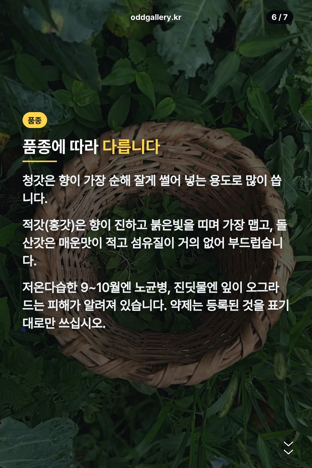 품종과 병해충