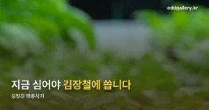 김장갓 파종시기 정리 썸네일