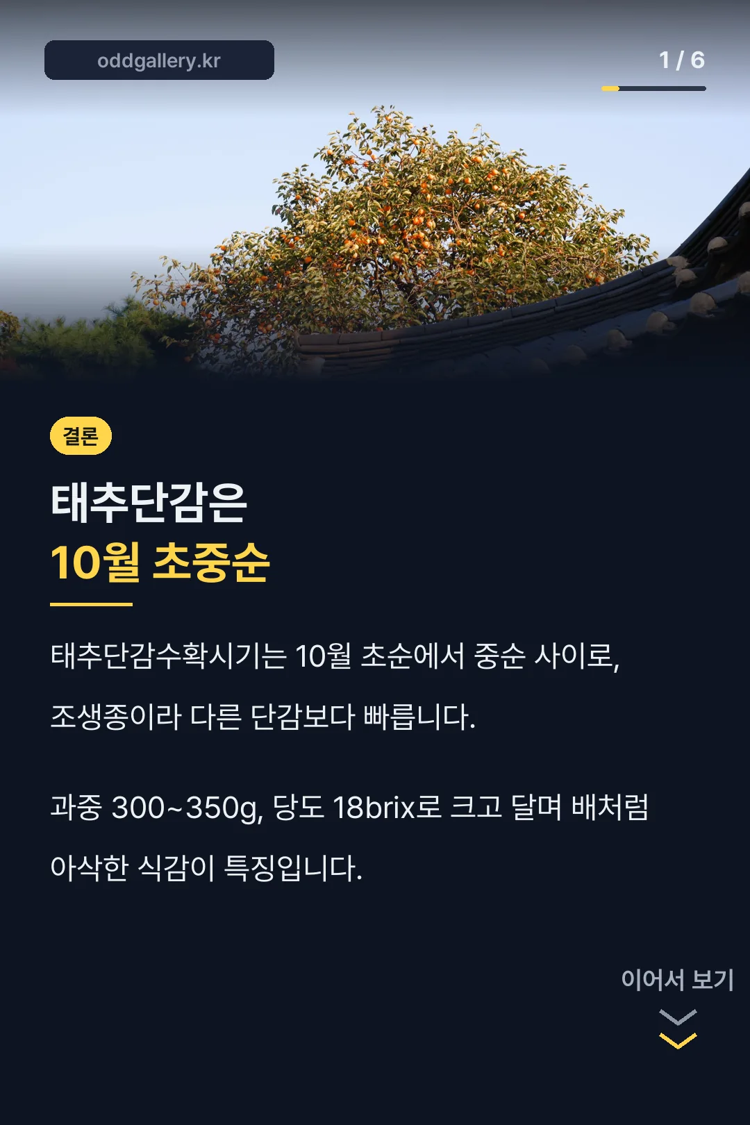 태추단감수확시기 안내