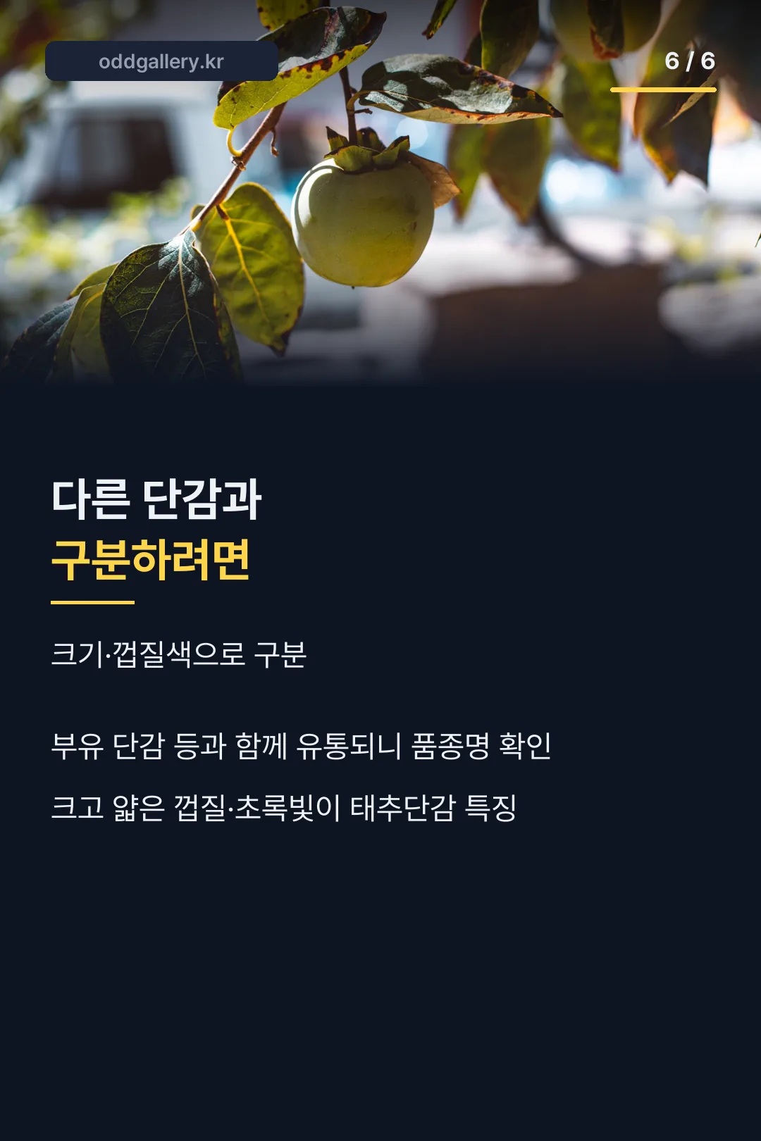 다른 단감과 구분법