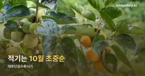 태추단감수확시기 정리 썸네일