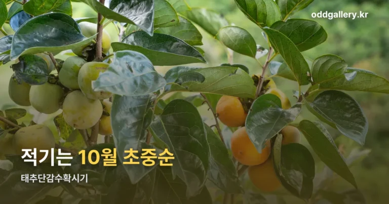 태추단감수확시기 — 10월 초중순 적기와 구분법